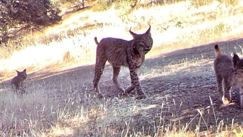 Iberian lynx cubs born in Caceres, first time in 40 years – Progressive ...